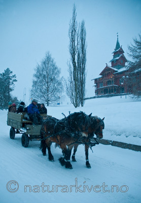 BB 09 0008 / Equus caballus / Hest